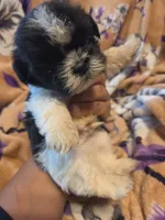 Mateo, a male Shih Tzu for sale in Diamond, MO – 8 of 10