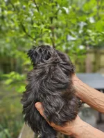 Ivy, a female Shih Tzu for sale in Diamond, MO – 10 of 10
