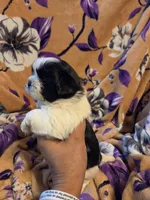 Sam , a male Shih Tzu for sale in Diamond, MO – 7 of 10