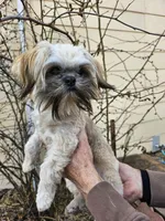 Latte, a male Shih Tzu for sale in Diamond, MO – Photo 2 of 10