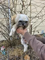 Latte, a male Shih Tzu for sale in Diamond, MO – Photo 9 of 10