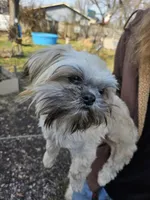 Latte, a male Shih Tzu for sale in Diamond, MO – Photo 1 of 10
