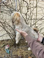 Latte, a male Shih Tzu for sale in Diamond, MO – Photo 8 of 10