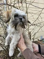Latte, a male Shih Tzu for sale in Diamond, MO – Photo 5 of 10
