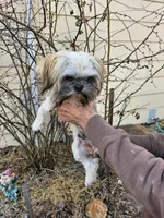 Latte, a male Shih Tzu for sale in Diamond, MO – Photo 6 of 10