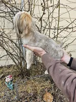 Latte, a male Shih Tzu for sale in Diamond, MO – Photo 7 of 10