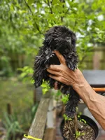 Maiya....., a female Shih Tzu for sale in Diamond, MO – 7 of 10