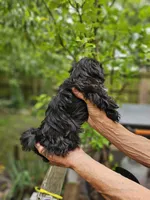Maiya....., a female Shih Tzu for sale in Diamond, MO – 4 of 10