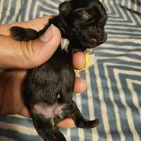 Bell , a female Shih Tzu for sale in Diamond, MO – Photo 8 of 10