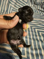 Black saba , a female Shih Tzu for sale in Diamond, MO – Photo 8 of 10