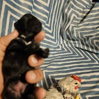 Bell , a female Shih Tzu for sale in Diamond, MO – Photo 7 of 10