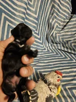 Black saba , a female Shih Tzu for sale in Diamond, MO – Photo 7 of 10