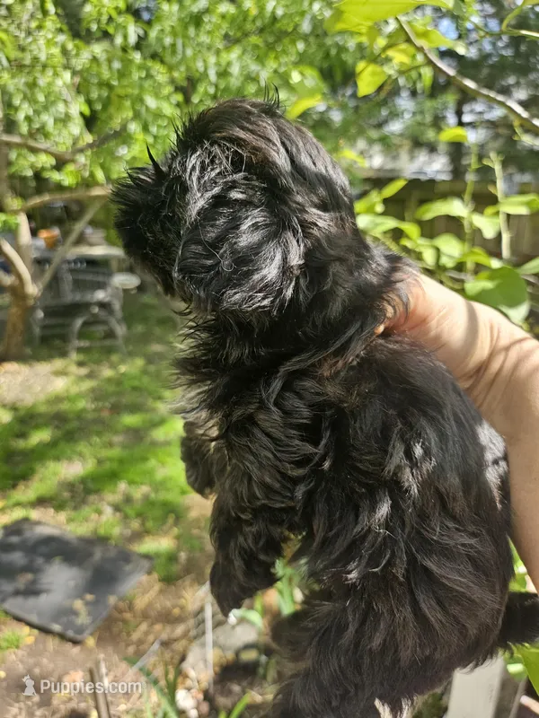 Blanche – Shih Tzu puppy for sale in Diamond, MO
