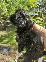 Bell , a female Shih Tzu for sale in Diamond, MO – 1 of 10