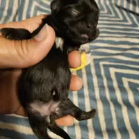 Bell , a female Shih Tzu for sale in Diamond, MO – Photo 1 of 10