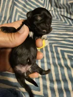 Black saba , a female Shih Tzu for sale in Diamond, MO – Photo 1 of 10