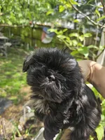 Bell , a female Shih Tzu for sale in Diamond, MO – 2 of 10