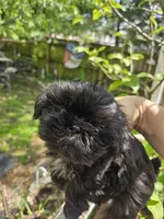 Bell , a female Shih Tzu for sale in Diamond, MO – 7 of 10