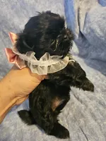 Bell , a female Shih Tzu for sale in Diamond, MO – Photo 6 of 7