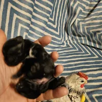 Bell , a female Shih Tzu for sale in Diamond, MO – Photo 10 of 10