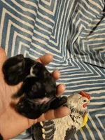 Black saba , a female Shih Tzu for sale in Diamond, MO – Photo 10 of 10