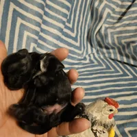 Bell , a female Shih Tzu for sale in Diamond, MO – Photo 6 of 10