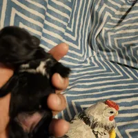 Bell , a female Shih Tzu for sale in Diamond, MO – Photo 3 of 10