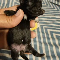 Bell , a female Shih Tzu for sale in Diamond, MO – Photo 2 of 10