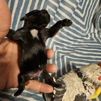 Bell , a female Shih Tzu for sale in Diamond, MO – Photo 5 of 10