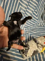 Black saba , a female Shih Tzu for sale in Diamond, MO – Photo 5 of 10