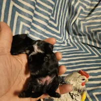 Bell , a female Shih Tzu for sale in Diamond, MO – Photo 9 of 10