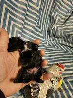 Black saba , a female Shih Tzu for sale in Diamond, MO – Photo 9 of 10