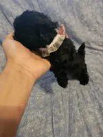 Bell , a female Shih Tzu for sale in Diamond, MO – Photo 7 of 7