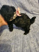 Bell , a female Shih Tzu for sale in Diamond, MO – Photo 2 of 7