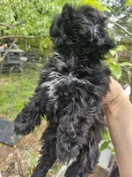 Bell , a female Shih Tzu for sale in Diamond, MO – 9 of 10