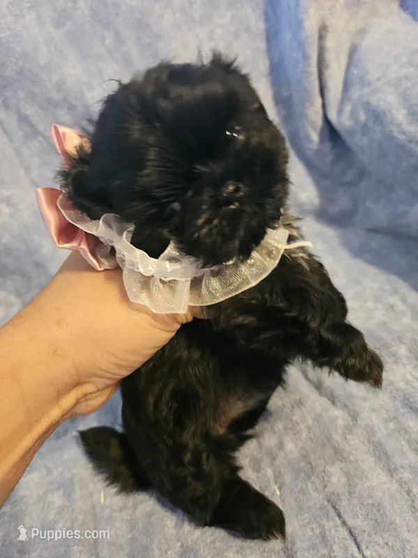 Bell  – Shih Tzu puppy for sale in Diamond, MO