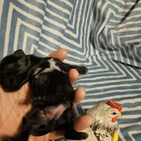 Bell , a female Shih Tzu for sale in Diamond, MO – Photo 4 of 10