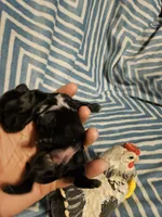 Black saba , a female Shih Tzu for sale in Diamond, MO – Photo 3 of 10