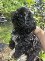 Bell , a female Shih Tzu for sale in Diamond, MO – 3 of 10