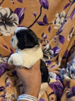 Sam , a male Shih Tzu for sale in Diamond, MO – 10 of 10