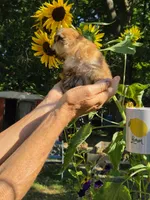 Sugar, a female Shih Tzu for sale in Diamond, MO – 4 of 9
