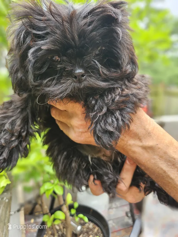 Ivy – Shih Tzu puppy for sale in Diamond, MO