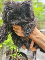 Ivy, a female Shih Tzu for sale in Diamond, MO – 1 of 10