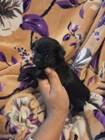 Cleo , a female Chihuahua and Shih Tzu for sale in Diamond, MO – 5 of 10