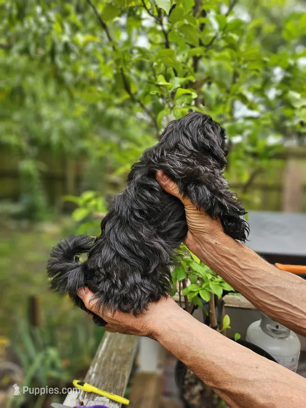 Maiya.. – Shih Tzu puppy for sale in Diamond, MO