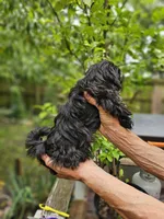 Maiya....., a female Shih Tzu for sale in Diamond, MO – 1 of 10