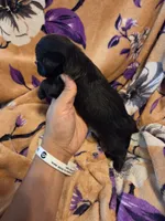 Cleo , a female Chihuahua and Shih Tzu for sale in Diamond, MO – 3 of 10