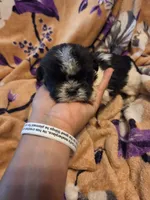 Mateo, a male Shih Tzu for sale in Diamond, MO – 6 of 10