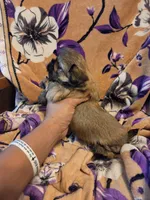 Marcus , a male Shih Tzu for sale in Diamond, MO – 6 of 10