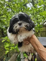 Mark, a male Shih Tzu for sale in Diamond, MO – 4 of 8
